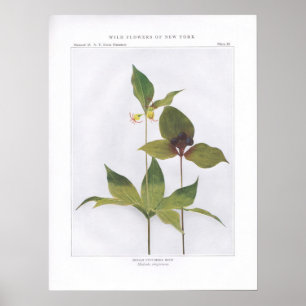 Indischer Gurken-Wurf, Medeola virginiana Poster