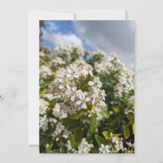 Indischer Hagedorn Blüten Einladung (Vorderseite)