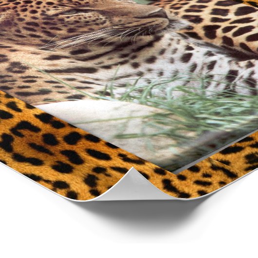 Indischer Leopard Poster (Ecke)