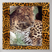 Indischer Leopard Poster (Vorne)