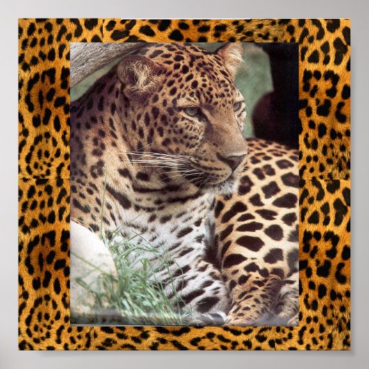 Indischer Leopard Poster (Vorne)