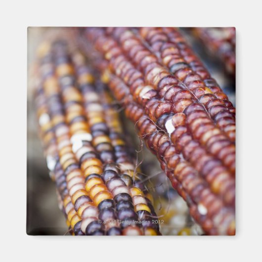 Indischer Mais am Gewerkschaft Square Greenmarket, Magnet (Vorne)