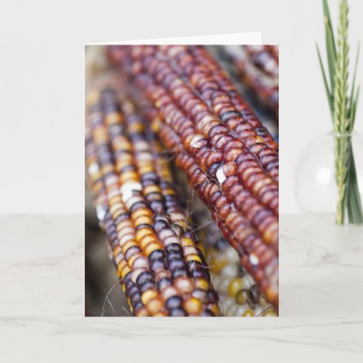 Indischer Mais am Gewerkschafts-Quadrat Karte (Vorderseite)