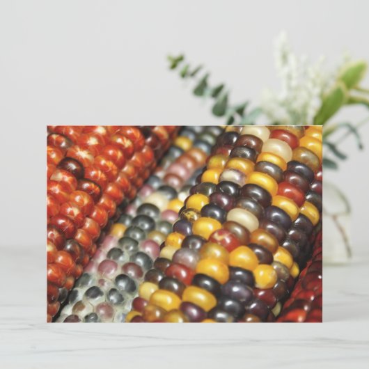 Indischer Mais auf der Cob Sorte Einladung (Stehend Vorderseite)