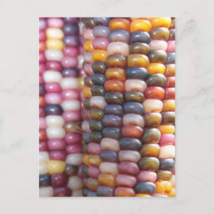 Indischer Mais Postkarte