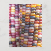 Indischer Mais Postkarte (Vorderseite)