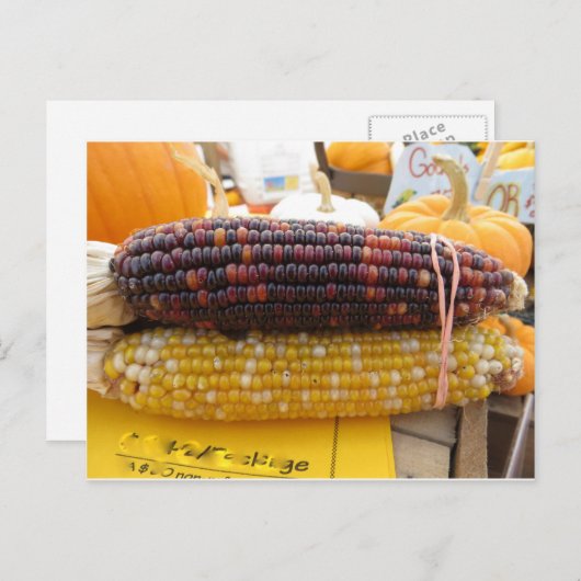 Indischer Mais Postkarte (Vorne/Hinten)