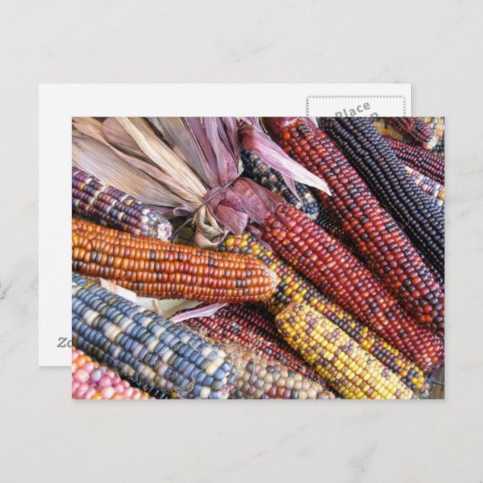 Indischer Mais Postkarte (Vorne/Hinten)