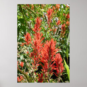 Indischer Malerpinsel in Sierra Buttes, Poster