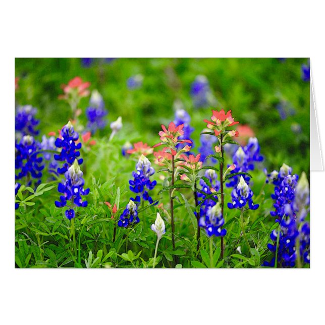 Indischer Malerpinsel und Bluebonnets (Vorderseite (Horizontal))