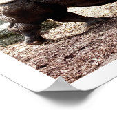 Indischer Nashorn Poster (Ecke)