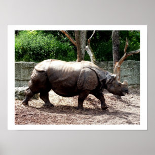 Indischer Nashorn Poster