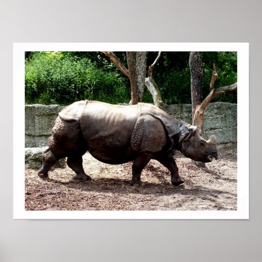 Indischer Nashorn Poster (Vorne)