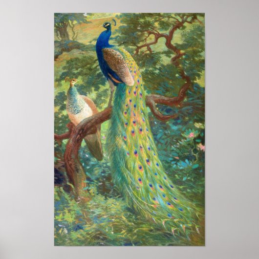 Indischer Pfau | Charles Robert Knight Poster (Vorne)