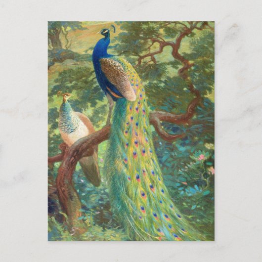 Indischer Pfau | Charles Robert Knight Postkarte (Vorderseite)