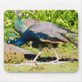 Indischer Pfau Mousepad (Vorne)