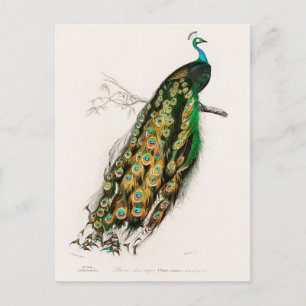 Indischer Pfau (Pavo Cristatus) Postkarte