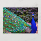 Indischer Pfau (Pavo cristatus) Postkarte (Vorderseite)