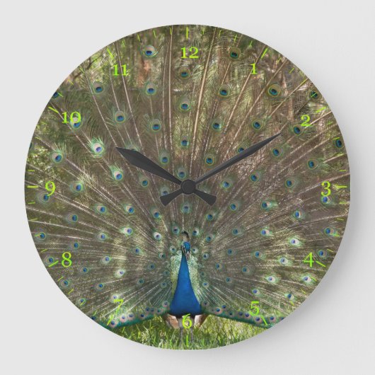 Indischer Pfau-Pfau mit einem Absturz Große Wanduhr (Vorderseite)