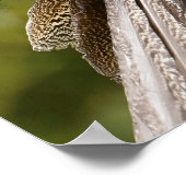 Indischer Pfau Poster (Ecke)