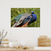 Indischer Pfau Poster (Küche)
