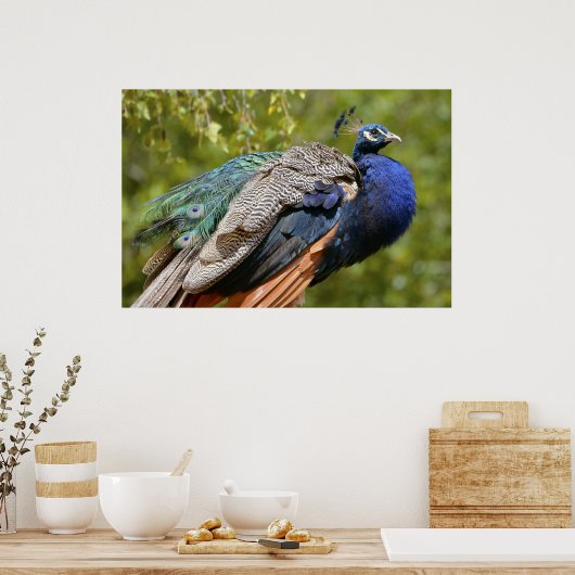 Indischer Pfau Poster (Küche)