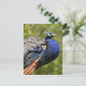 Indischer Pfau Postkarte (Stehend Vorderseite)