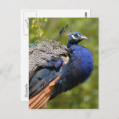 Indischer Pfau Postkarte (Vorne/Hinten)