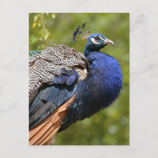 Indischer Pfau Postkarte (Vorderseite)