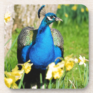 Indischer Pfau unter NarzissenBlume Getränkeuntersetzer