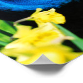 Indischer Pfau unter NarzissenBlume Poster (Ecke)