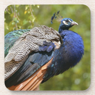 Indischer Pfau Untersetzer