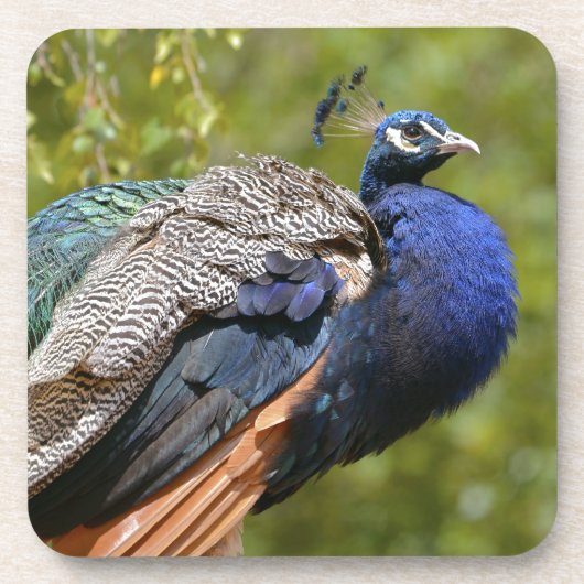 Indischer Pfau Untersetzer (Vorderseite)