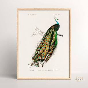 Indischer Pfau Vintage-Zeichnung Charles d Orbigny Poster