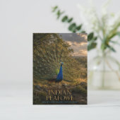 Indischer Pfau Waldrand TIERE Postkarte (Stehend Vorderseite)