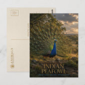 Indischer Pfau Waldrand TIERE Postkarte (Vorne/Hinten)