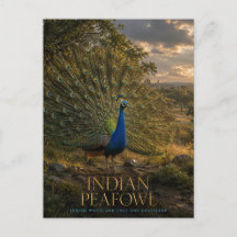 Indischer Pfau Waldrand TIERE