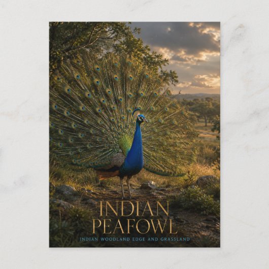 Indischer Pfau Waldrand TIERE Postkarte (Vorderseite)