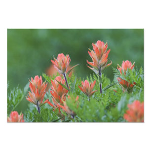 Indischer Pinsel, Castilleja miniata, Ouray, Fotodruck