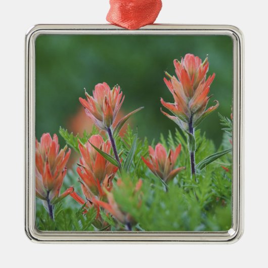 Indischer Pinsel, Castilleja miniata, Ouray, Ornament Aus Metall (Vorne)