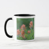 Indischer Pinsel, Castilleja miniata, Ouray, Tasse (Links)