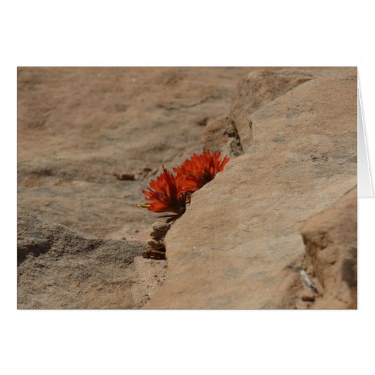 Indischer Pinsel in Rocks bei Zion (Vorderseite (Horizontal))