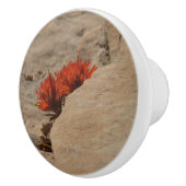 Indischer Pinsel in Rocks bei Zion Keramikknauf (Rechts)