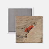 Indischer Pinsel in Rocks bei Zion Magnet (Vorderseite/Rückseite)