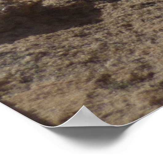 Indischer Pinsel in Rocks bei Zion Poster (Ecke)