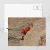 Indischer Pinsel in Rocks bei Zion Postkarte (Vorne/Hinten)