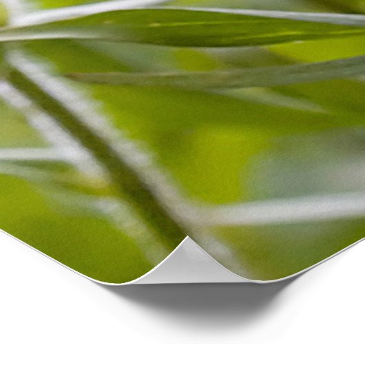 Indischer Pinsel Poster (Ecke)