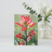 Indischer Pinsel Postkarte (Stehend Vorderseite)