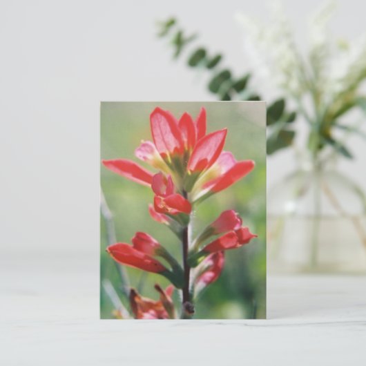 Indischer Pinsel Postkarte (Stehend Vorderseite)