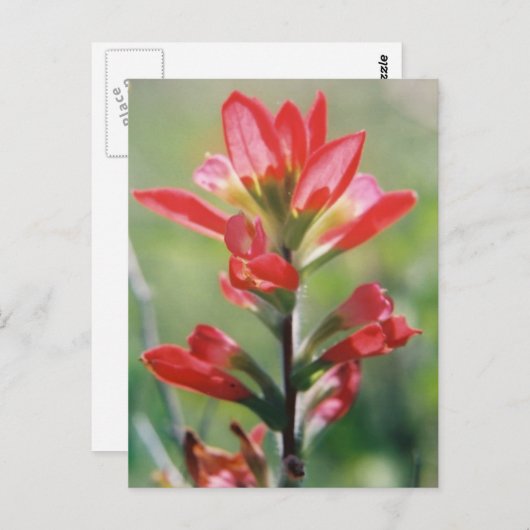 Indischer Pinsel Postkarte (Vorne/Hinten)